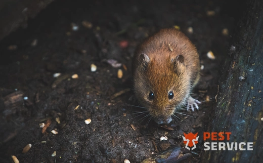 Дератизация в Подольске